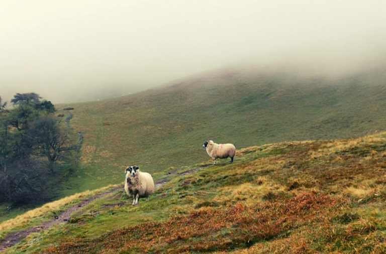scottish-road-trip-animals-scottish-highland-sheep