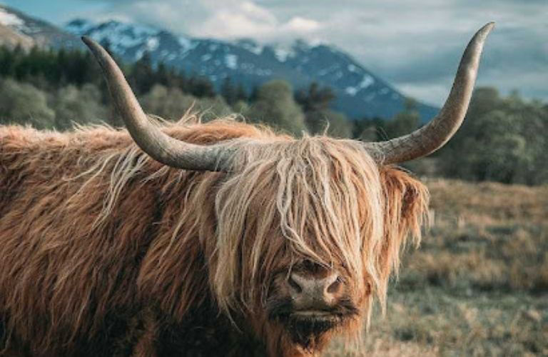 Why you should NOT visit Scotland, Highland Cow