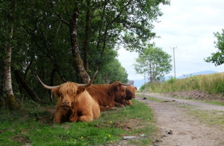 Why you should NOT visit Scotland, Scottish Wildlife
